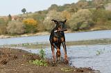 DOBERMANN 453